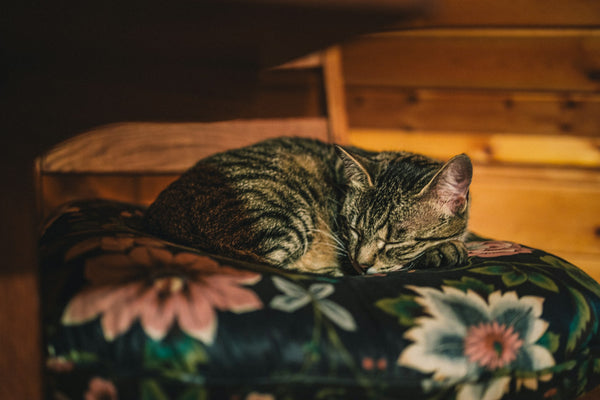 Chat tigré endormi sur un coussin fleuri