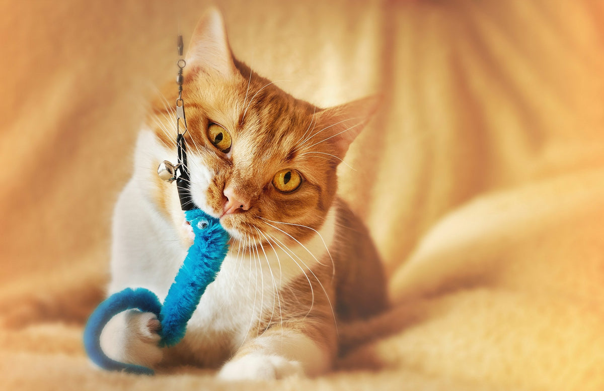 Chat roux qui joue avec un jouet bleu