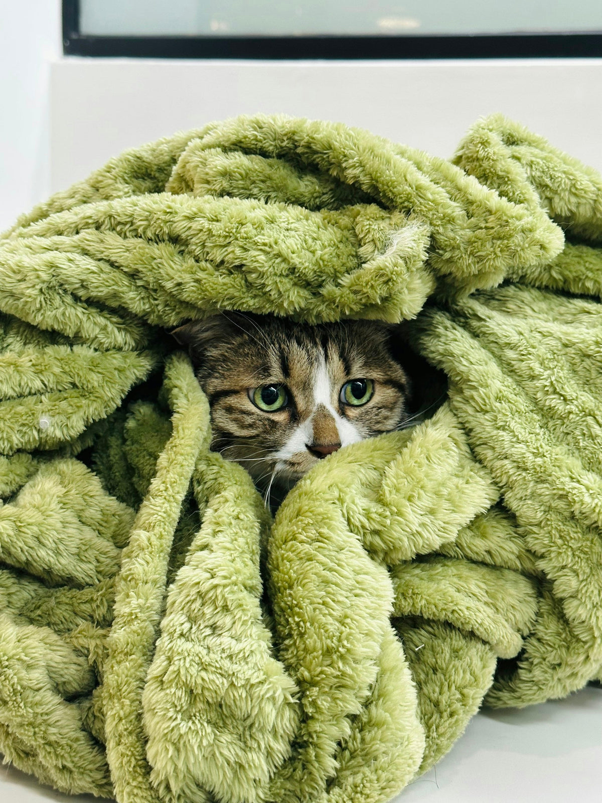 Chaton tigré blotti dans une couverture vert sauge