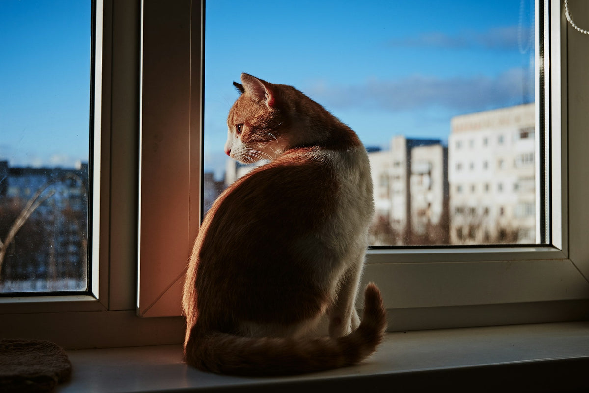 Chat roux assis sur le rebord d'une fenêtre