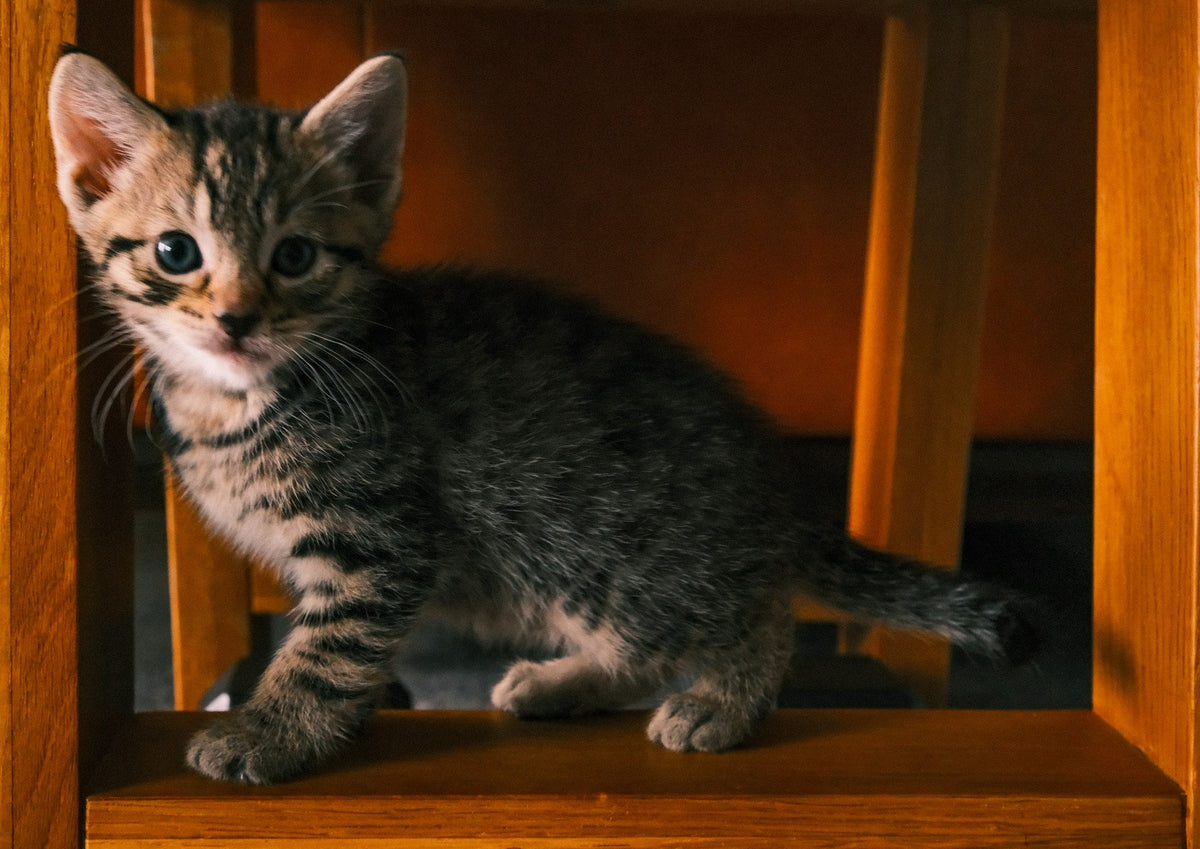 Chaton tigré qui explore un meuble en bois