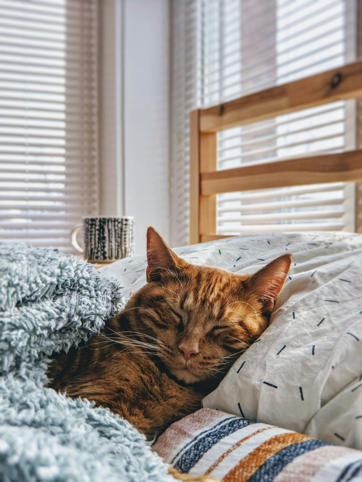 Chat tigré roux endormi sur un lit près de la fenêtre