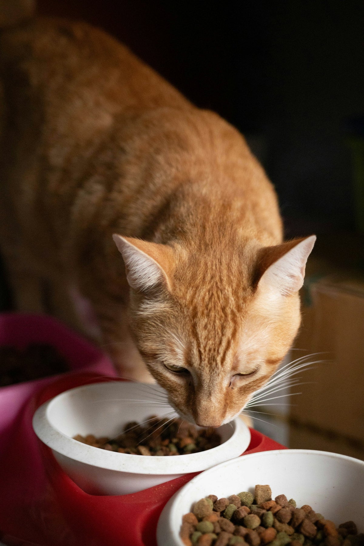 Chat roux qui mange dans une gamelle