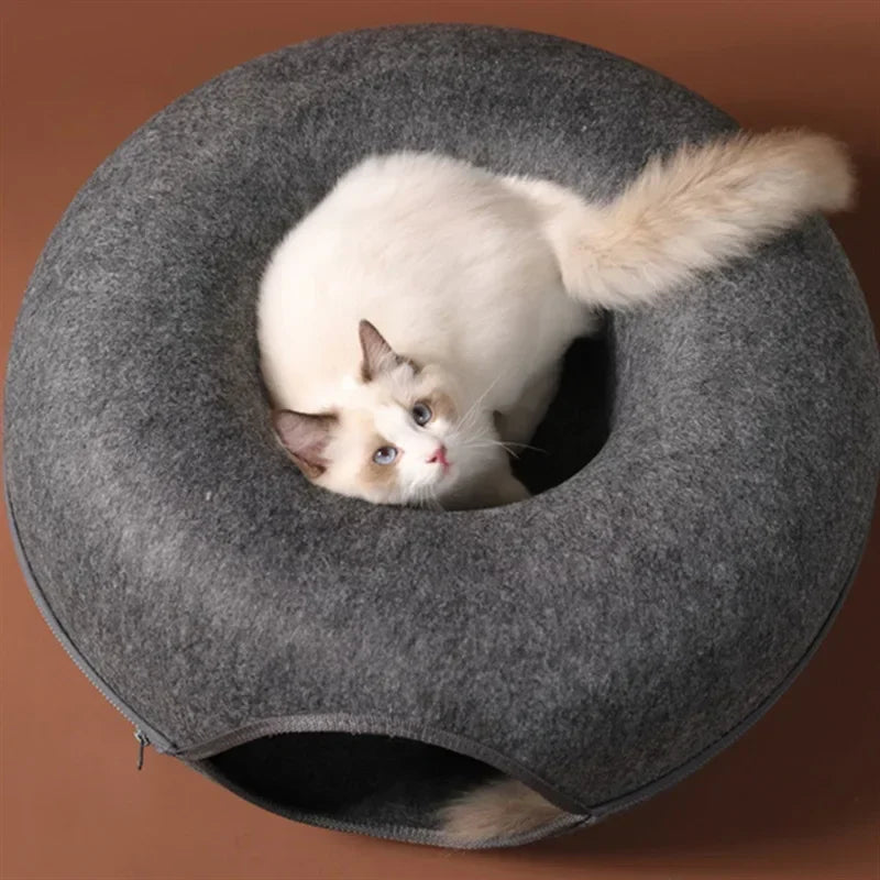 Chat qui sort du hublot du donut