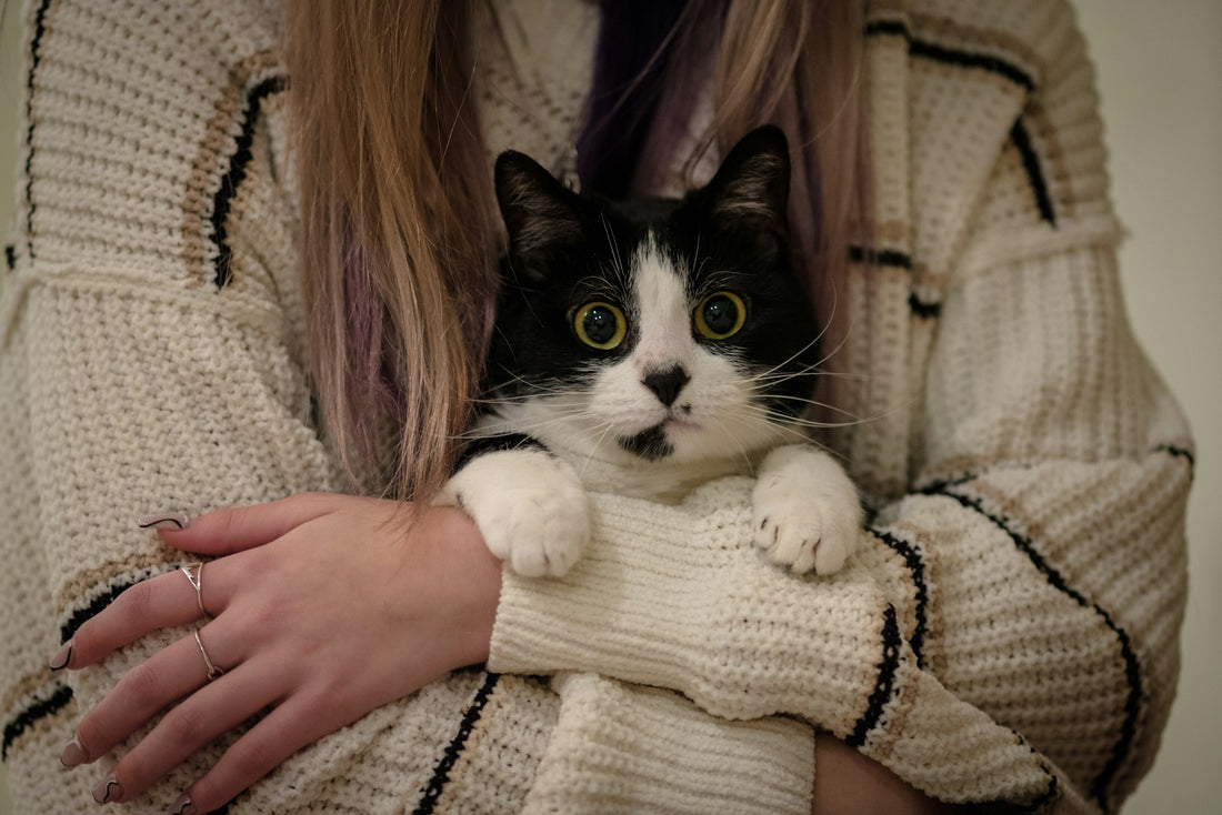 Chat noir et blanc tenu contre un pull en laine