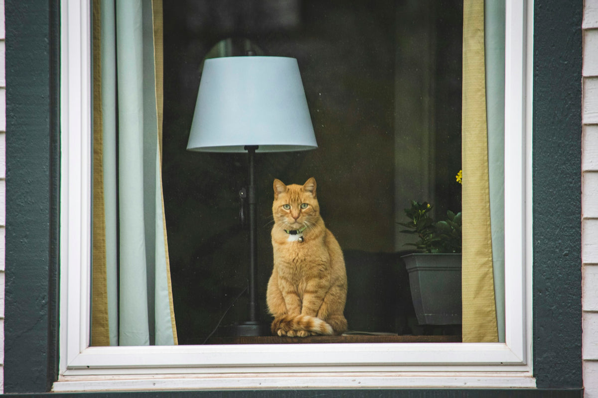 Chat roux assis derrière une fenêtre éclairée le soir